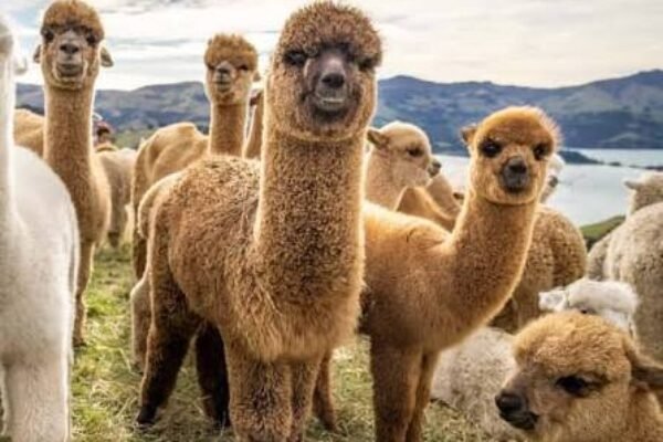 Private Alpaca Tour from Baku – Shamakhi Road Experience