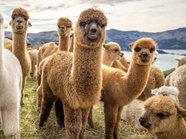 Private Alpaca Tour from Baku – Shamakhi Road Experience